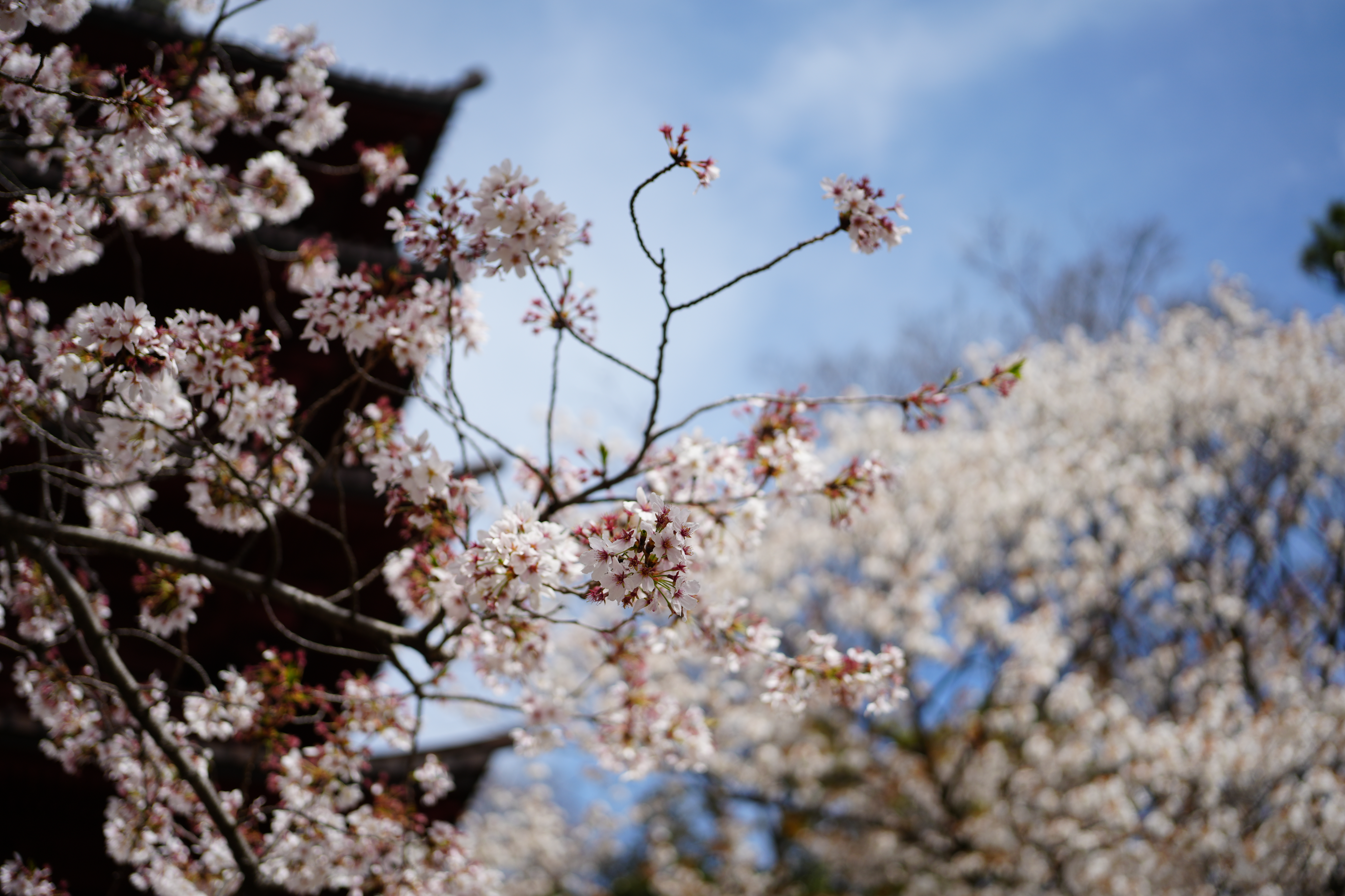 α7 IV　FE 40mm F2.5 G（F2.5・1/2,500秒）ISO 100