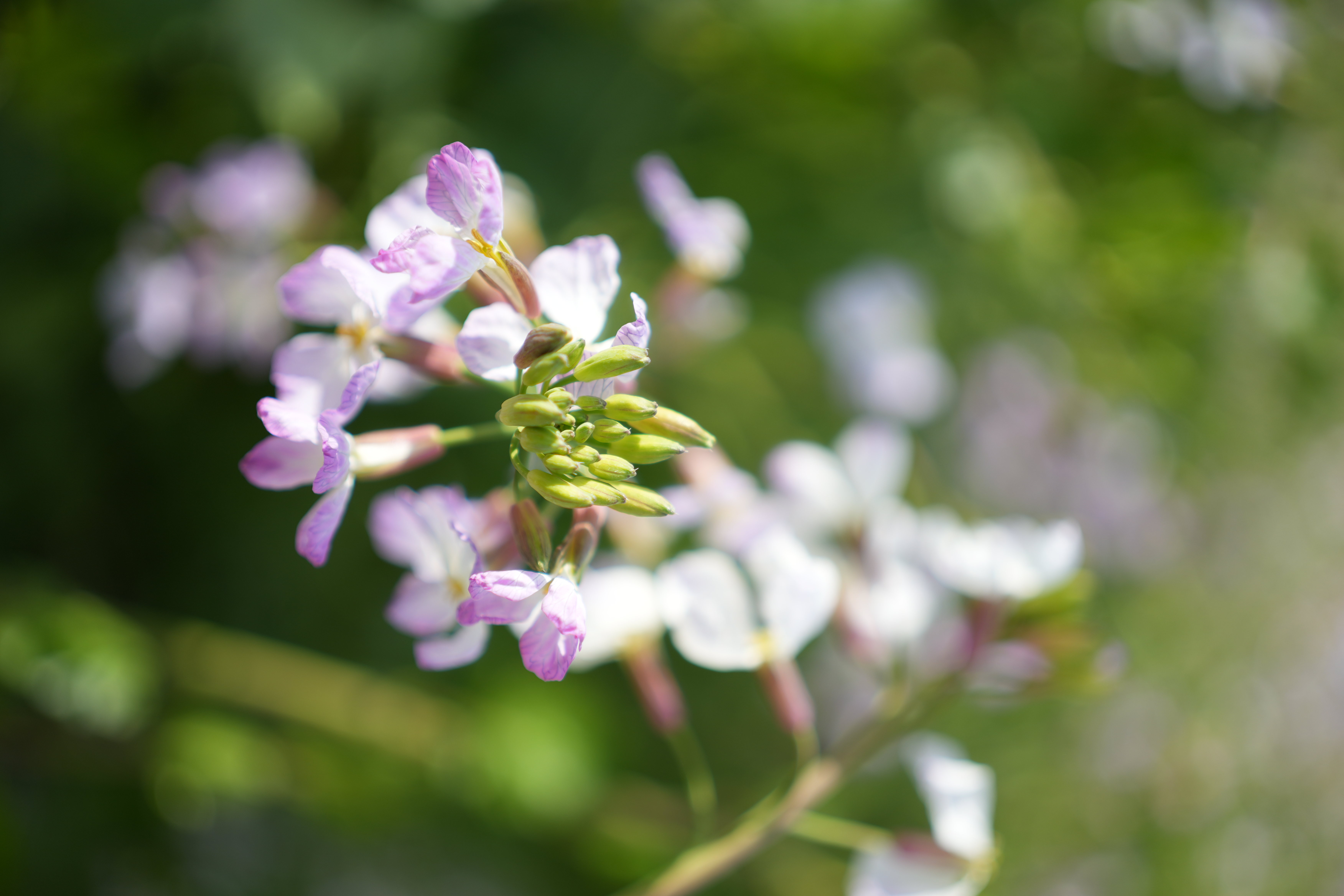 α7 IV　FE 40mm F2.5 G（F2.5・1/1,250秒）ISO 100