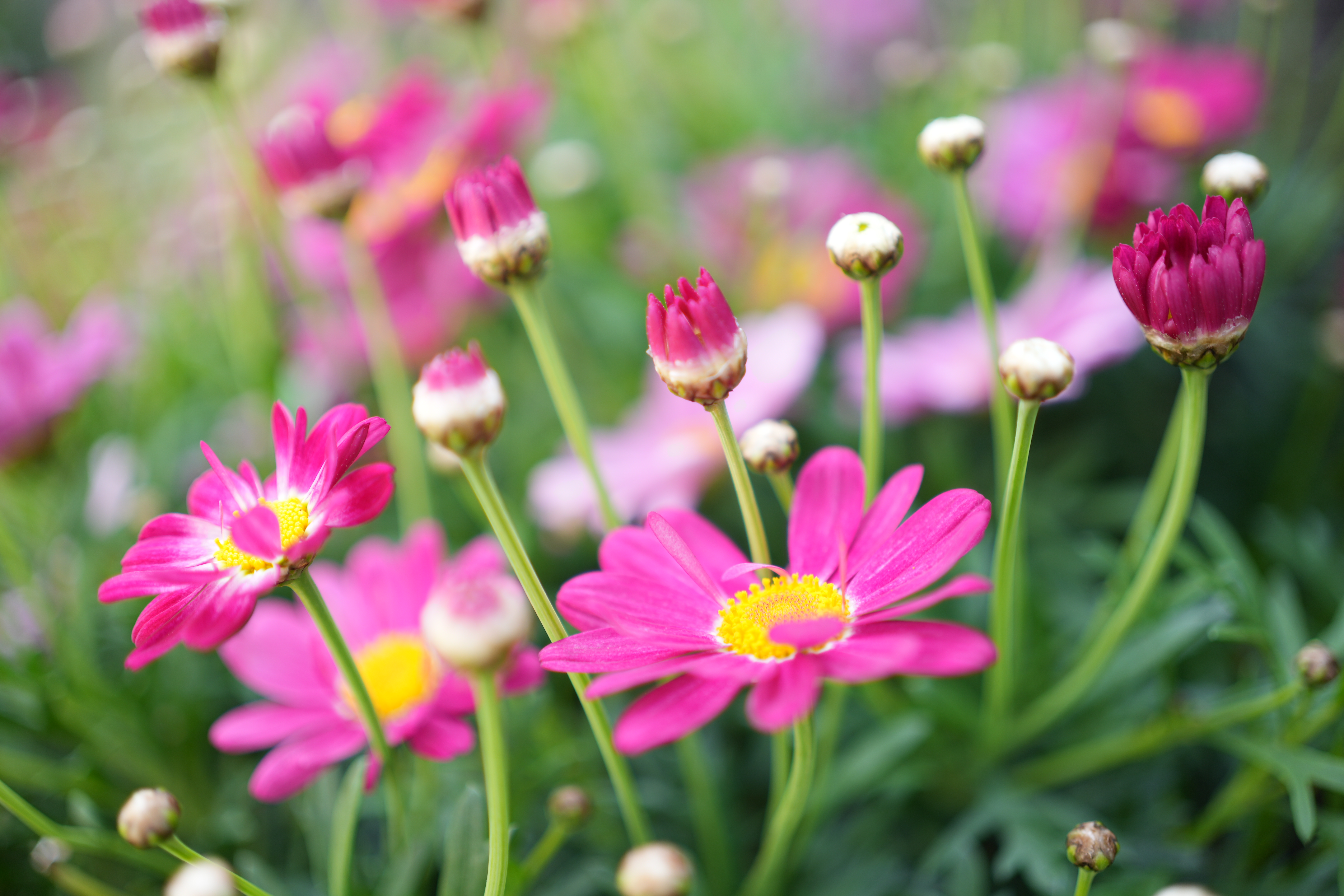 α7 IV　FE 40mm F2.5 G（F2.5・1/160秒）ISO 100