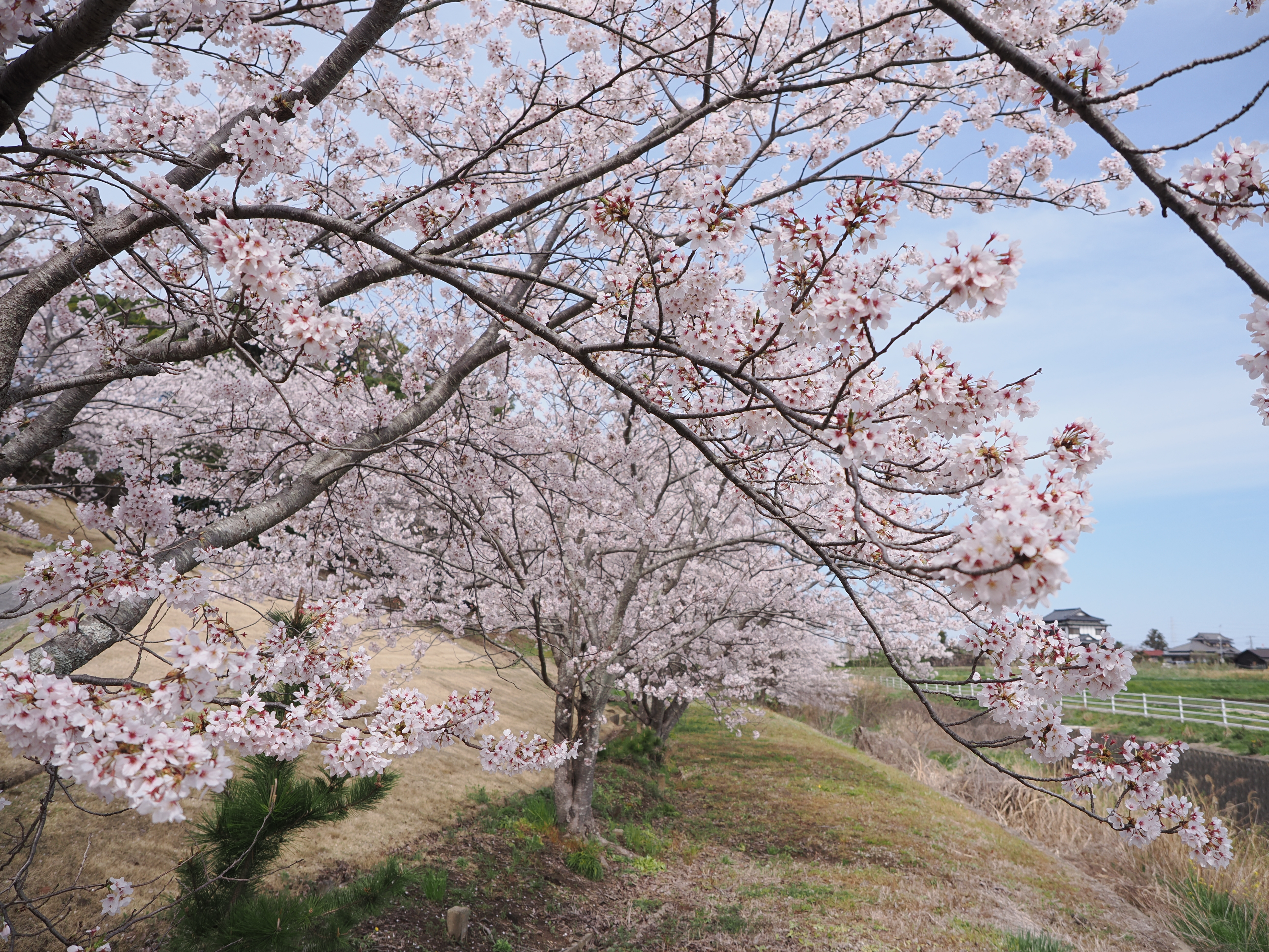 OM-1　M.ZUIKO DIGITAL ED 12-40mm F2.8 PRO II（12mm）　絞り優先AE（F2.8・1/2,500秒・+0.3EV）　ISO 200