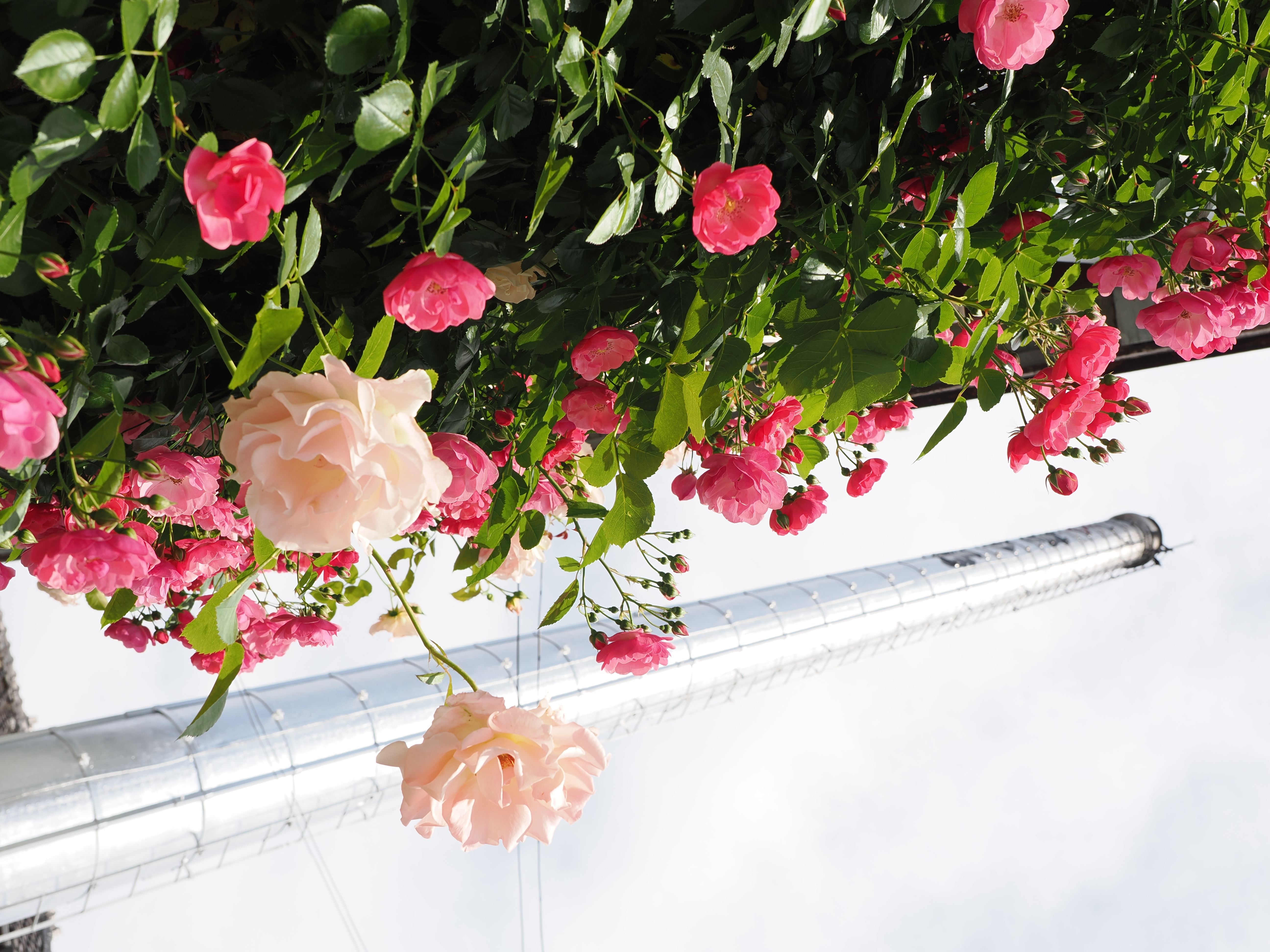 OM-1　M.ZUIKO DIGITAL ED 12-40mm F2.8 PRO II（19mm）　絞り優先AE（F5.6・1/640秒・+0.3EV）　ISO 200