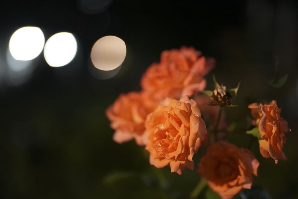 撮影：阿部秀之<br><span class="fnt-85">α1／絞り優先AE（1/50秒・F1.2・+0.3EV）／ISO 3200</span>