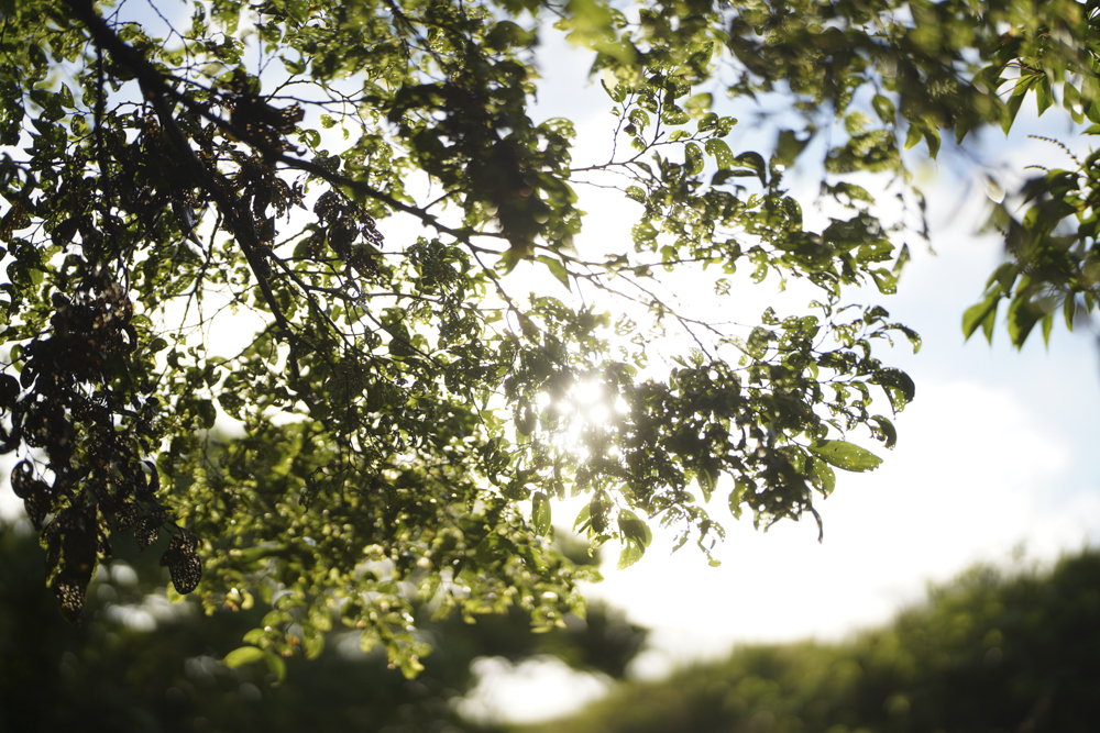 撮影：岡嶋和幸<br><span class="fnt-85">α7R IV／絞り優先AE（1/8,000秒・F1.2・-1.0EV）／ISO 100</span>