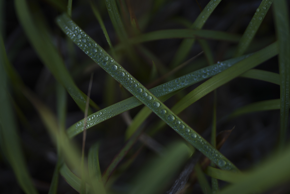 撮影：岡嶋和幸<br><span class="fnt-85">α7R IV／絞り優先AE（1/3,200秒・F1.2・-2.0EV）／ISO 100</span>