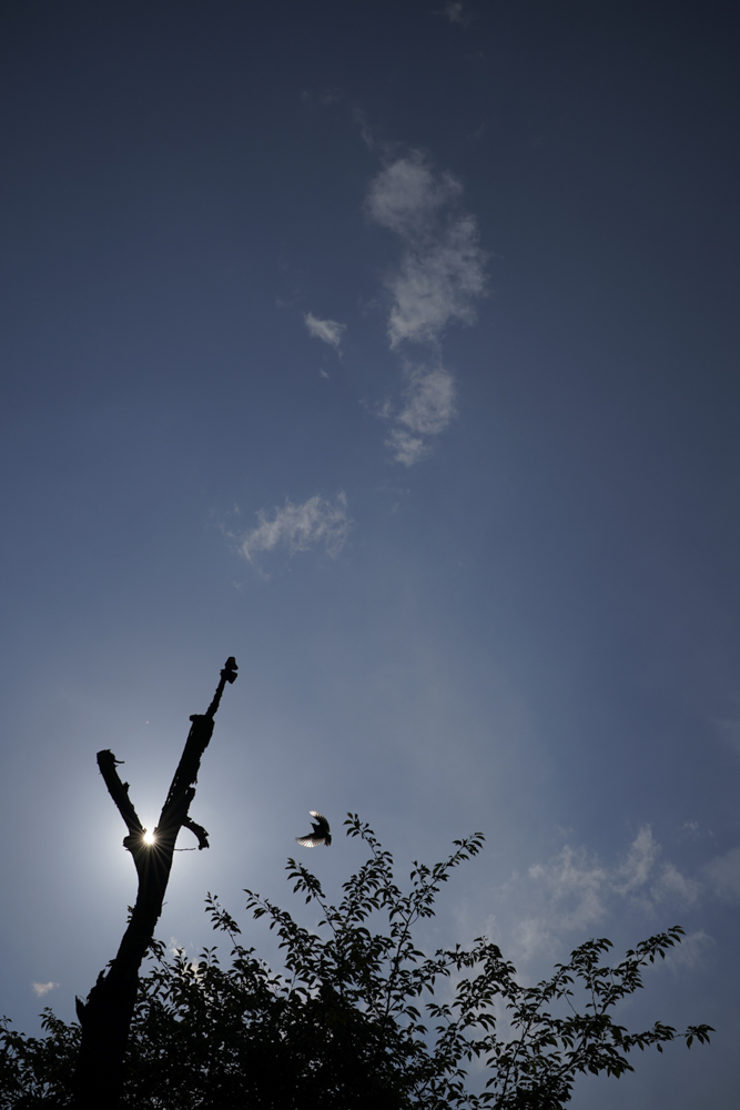 撮影：落合憲弘<br><span class="fnt-85">α9 II／絞り優先AE（1/4,000秒・F9.0・-1.0EV）／ISO 100</span>