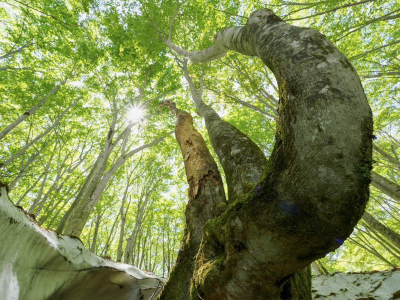 ブナの根開きにて三脚を全開脚して地面に設置。LVM-324CのレベラーとG4のギアで精密に構図を決定する。脚の微調整はレバーでスムーズに行えた<br><span class="fnt-85">OM-1／M.ZUIKO DIGITAL ED 8-25mm F4.0 PRO／16mm（32mm相当)）／絞り優先AE（F8・1/60秒・+0.7EV）／ISO 400／WB:晴天</span>