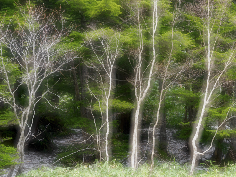 1枚目はピントを合わせ、2枚目はぼかし、その2枚を重ねる多重露出による表現だが、精密に2つの像を重ねるには三脚が必要だ<br><span class="fnt-85">OM-1／M.ZUIKO DIGITAL ED 40-150mm F2.8 PRO／90mm（180mm相当）／絞り優先AE（F4・1/160秒・-0.7EV）／ISO 320／WB: 晴天／多重露出</span>