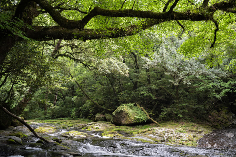 ニコン Z 7／35mm／マニュアル露出（F10、1/6秒）／ISO 64／WB：オート