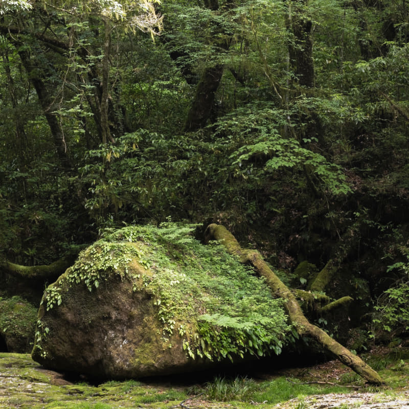 拡大しても非常にシャープな写り。解像感と同時に透き通るような透明感も表現されている