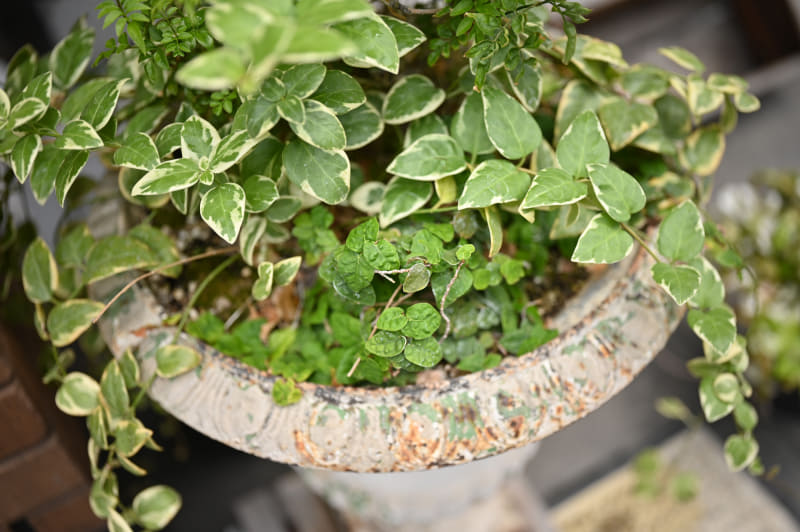 ニコン Z 6II／35mm／絞り優先AE（F2、1/800秒、＋0.7EV）／ISO 100／WB：晴天