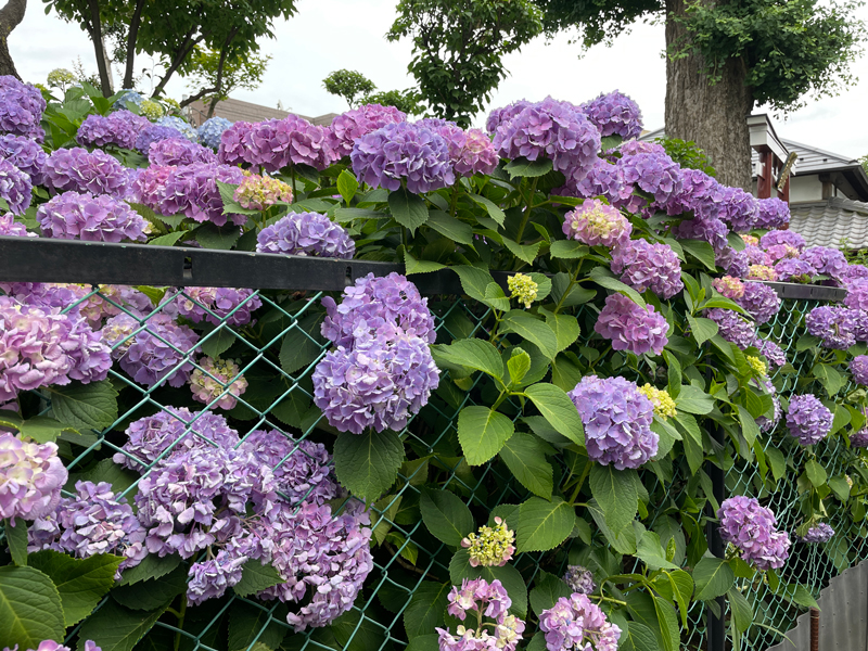 真夏日の直後に迎えた梅雨。肌寒くジメジメな日々を、あじさい咲き誇る様子がしばし忘れさせてくれます。金網を乗り越えんとする姿も、なんだか良かったです