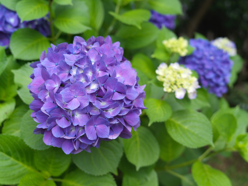 もう一絞り開けることができれば、という条件でしょうか。でもボケの輪郭とかとてもいいと思います。小さいですが安心できるレンズですね。<br>907X+CFV II 50C　XCD 4/45P（F4.5・1/640秒）ISO 800