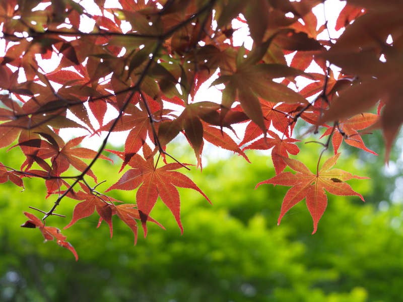 意地悪をして、明暗差の大きな条件で撮影してみました。粘るというか持ち堪えるというか。潜在した描写能力があると思います。手を少し入れれば完璧ですね。<br>907X+CFV II 50C　XCD 4/45P（F4.5・1/350秒）ISO 800