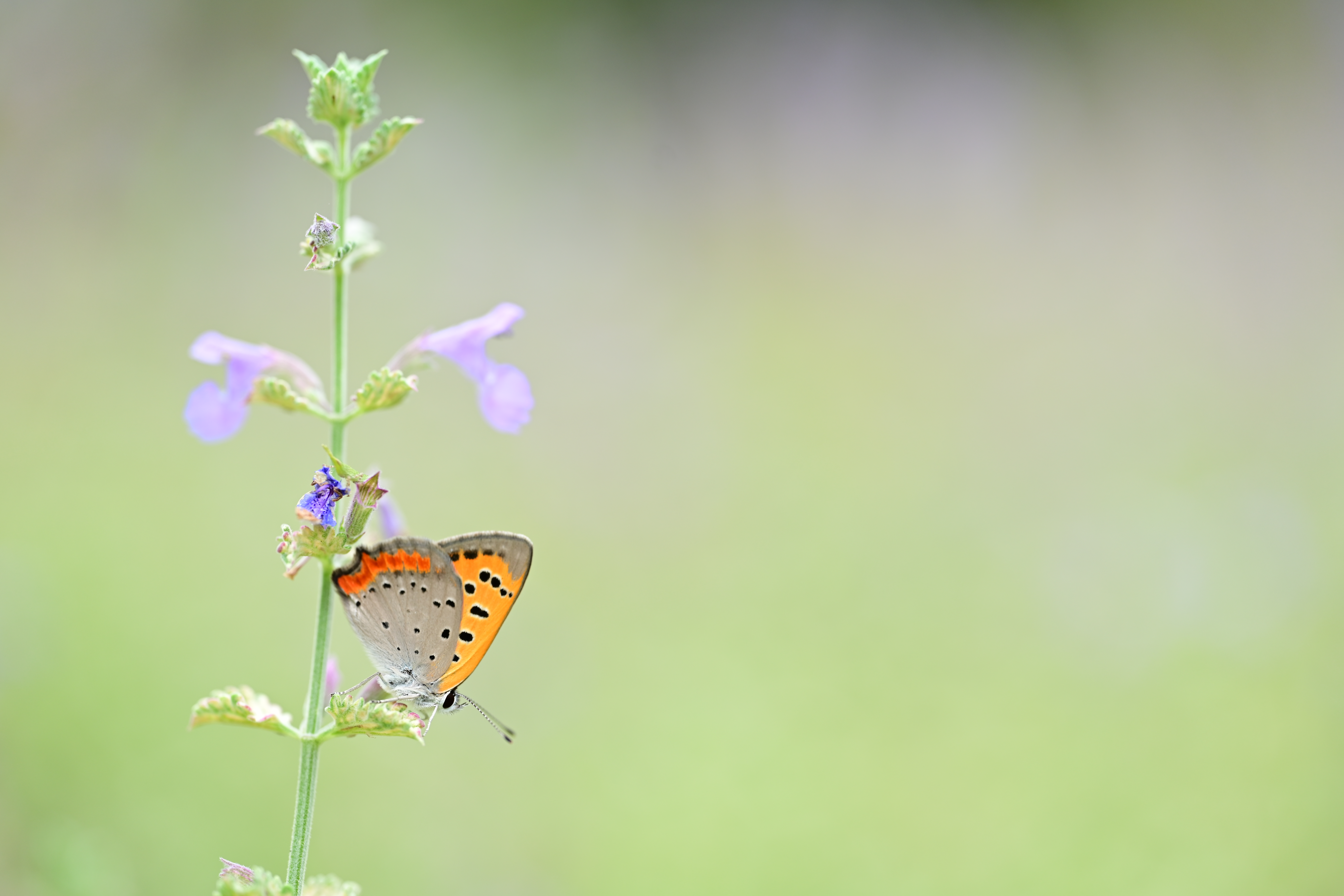 ニコン Z 7II／絞り優先AE（1/100秒・F4.0・+1.3EV）／ISO 200