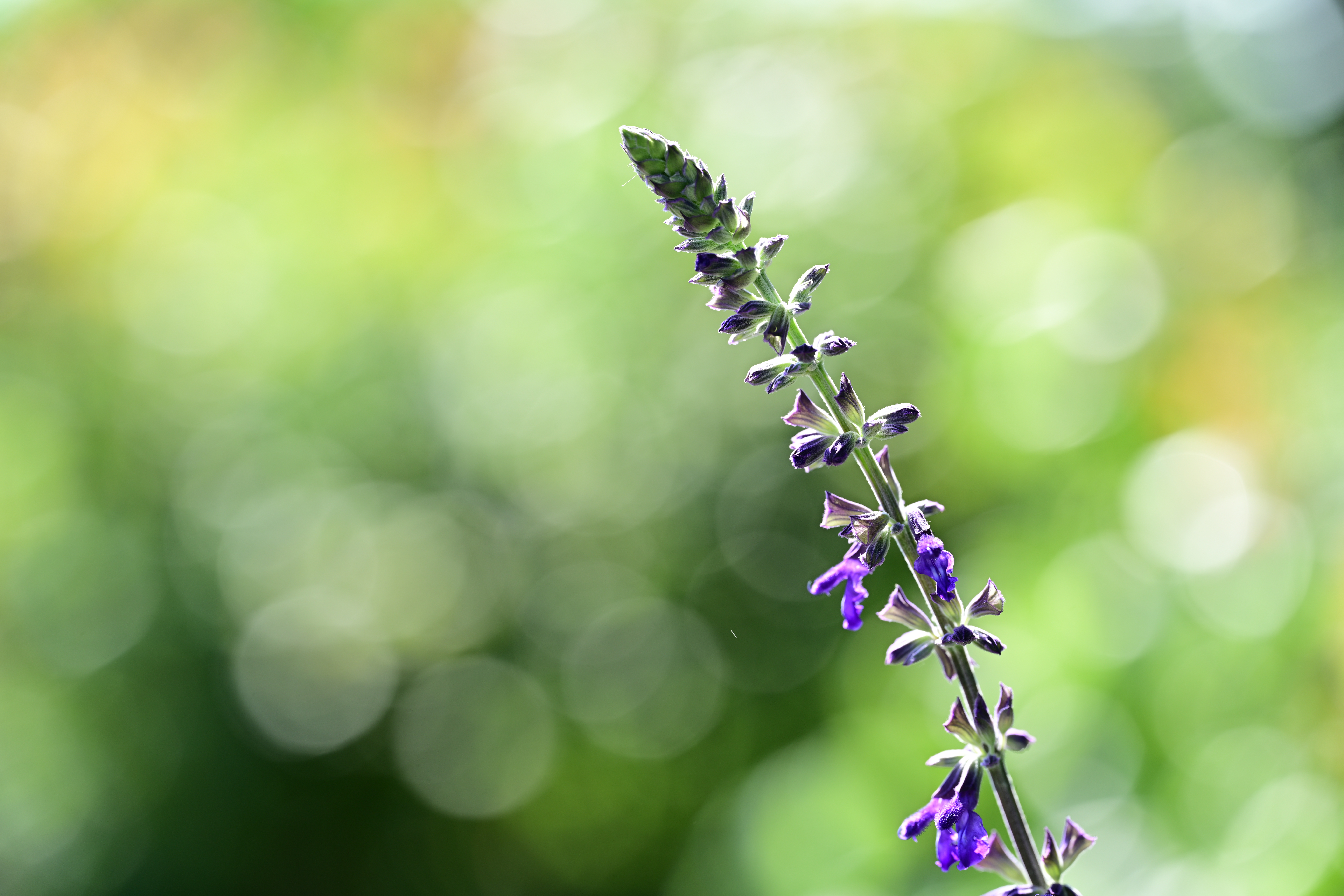 ニコン Z 7II／絞り優先AE（1/200秒・F4.0・+1.3EV）／ISO 100