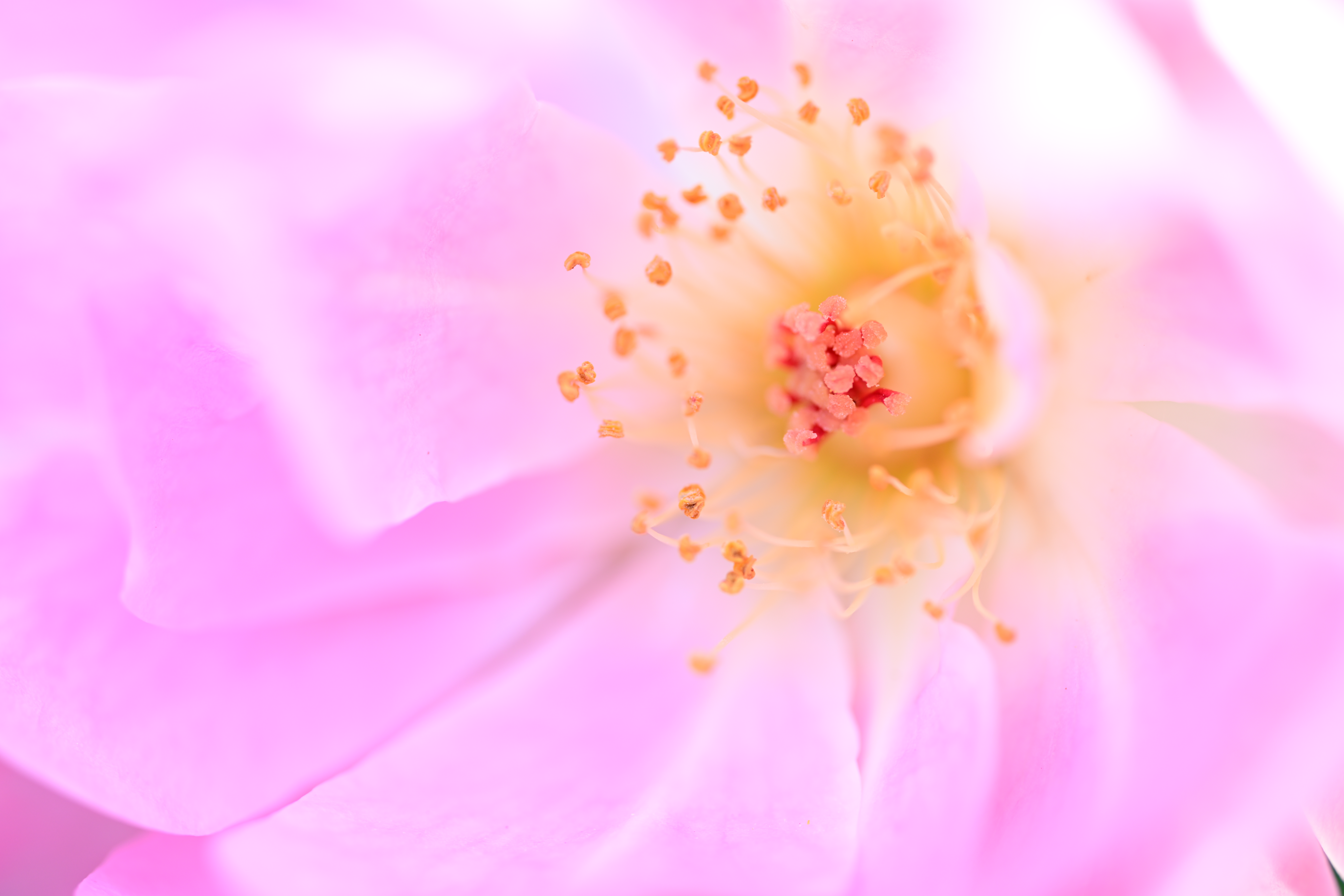 ニコン Z 7II／絞り優先AE（1/50秒・F4.2・+1.7EV）／ISO 100