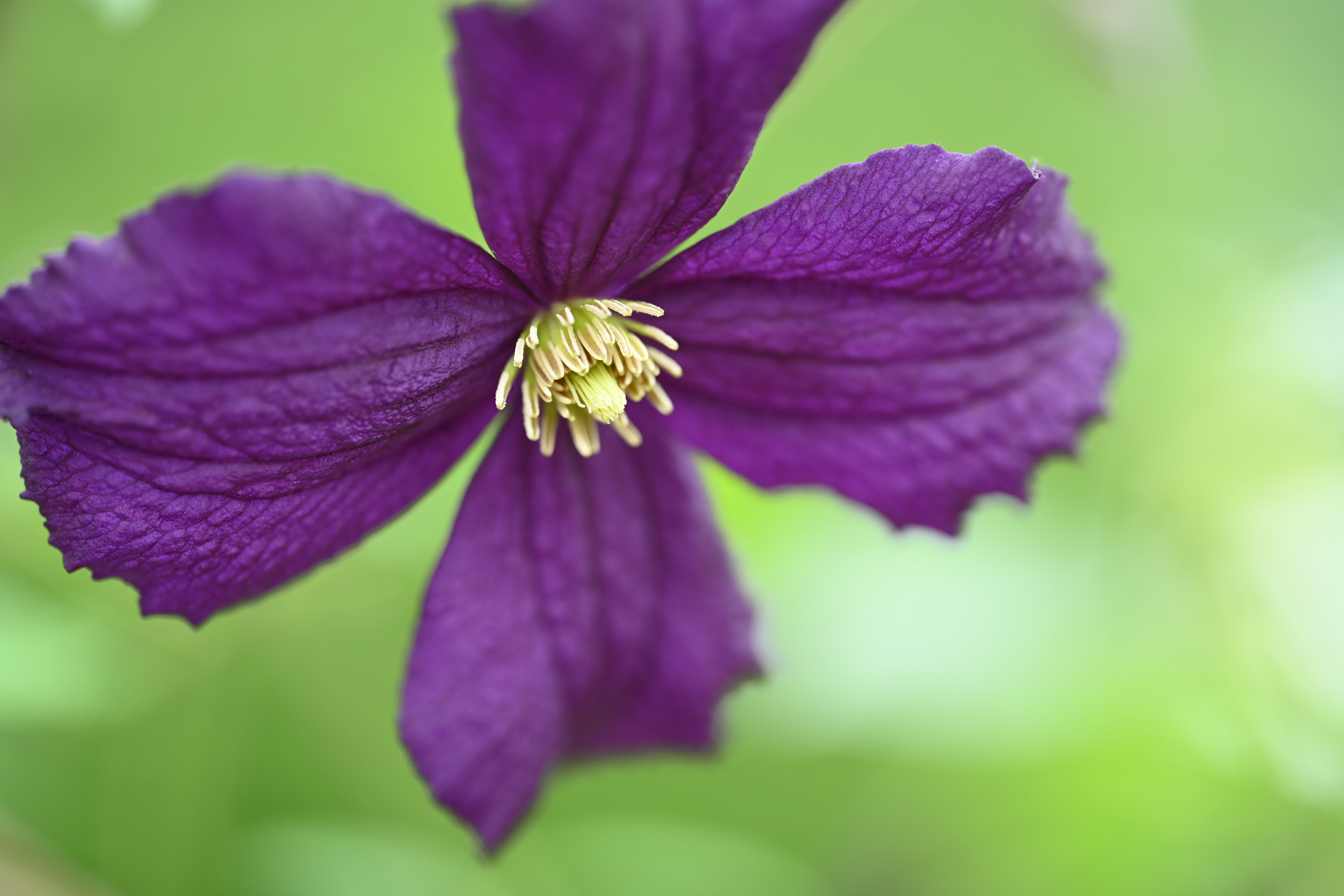 ニコン Z 7II／絞り優先AE（1/40秒・F3.3・+1.3EV）／ISO 200