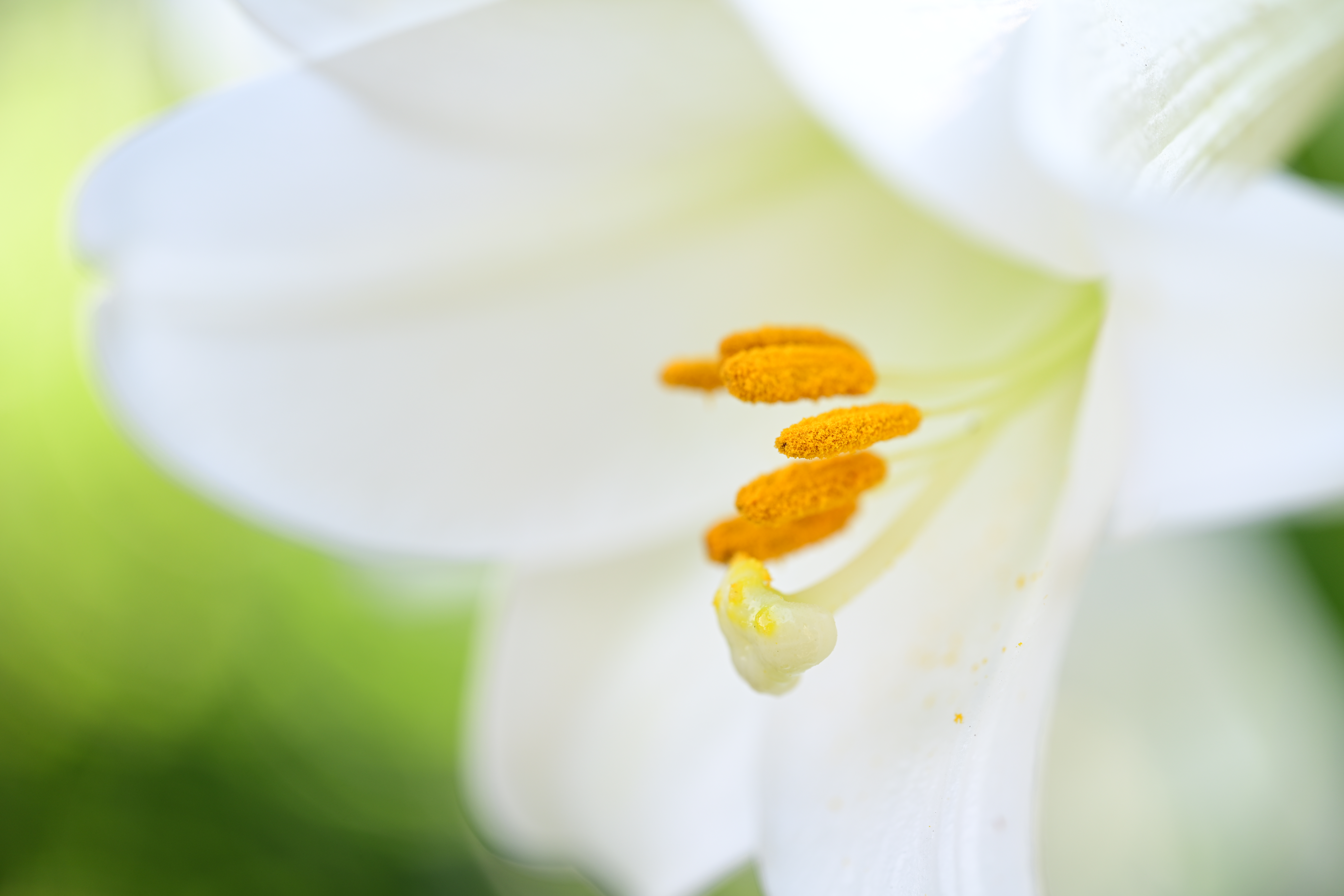 ニコン Z 7II／絞り優先AE（1/100秒・F3.3・+1.7EV）／ISO 100