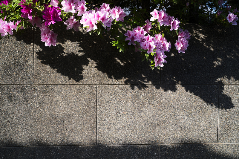 ツツジを漢字で書くと躑躅、いつも一瞬「髑髏」と読み間違いそうになる。羊がかつてツツジを食べて死んだことから付けられたのだから、そう遠い連想でもない。そんなことを思いながら撮影した。<br>ライカM11　アポ・ズミクロンM f2/35mm ASPH.（F6.8、1/180秒）ISO 64