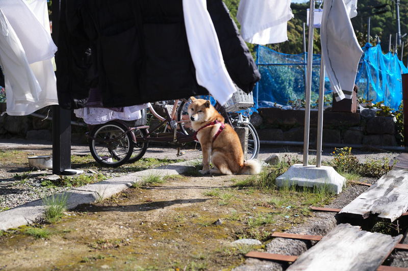 沖島は猫島とも言われる。うまいタイミングで行けば、かわいらしい猫たちに迎えられるはずなのだ。それこそ「猫の子1匹いなかった」。不遇をかこちながら座り込むと、かわいい柴犬と目が合ったので、満ち足りた気持ちになった。<br>ライカM11　アポ・ズミクロンM f2.0/50mm ASPH.（F4.8、1/320秒）ISO 64
