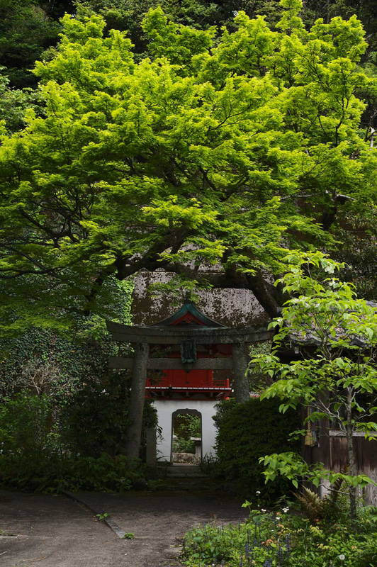 地元の散歩コースにある、不思議な鳥居、というかお社というべきか。まるでそこに引き込むように、新緑のグラデーションが美しい。曇り空ならではの弱いコントラストが完璧に捉えられており、ダイナミックレンジはかなり広い。<br>ライカM11　アポ・ズミクロンM f2.0/50mm ASPH.（F9.5、1/250秒）ISO 1000