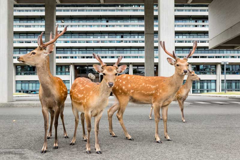 <a href="http://irietaikichi.jp/img/ishii.pdf">石井陽子「鹿の惑星　Deer Planet」</a>より