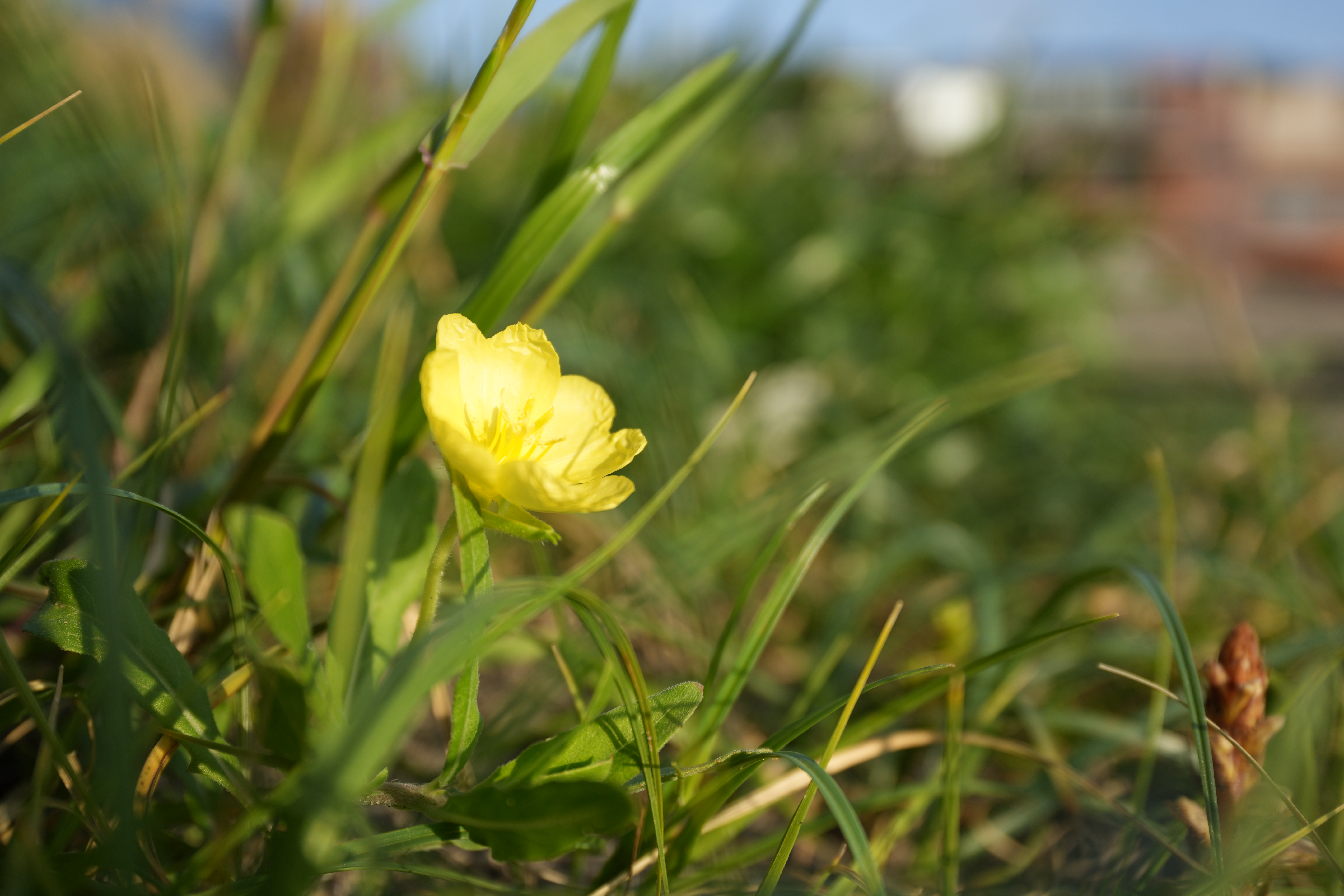 α7 IV　FE PZ 16-35mm F4 G（F4・1/500秒）ISO 100