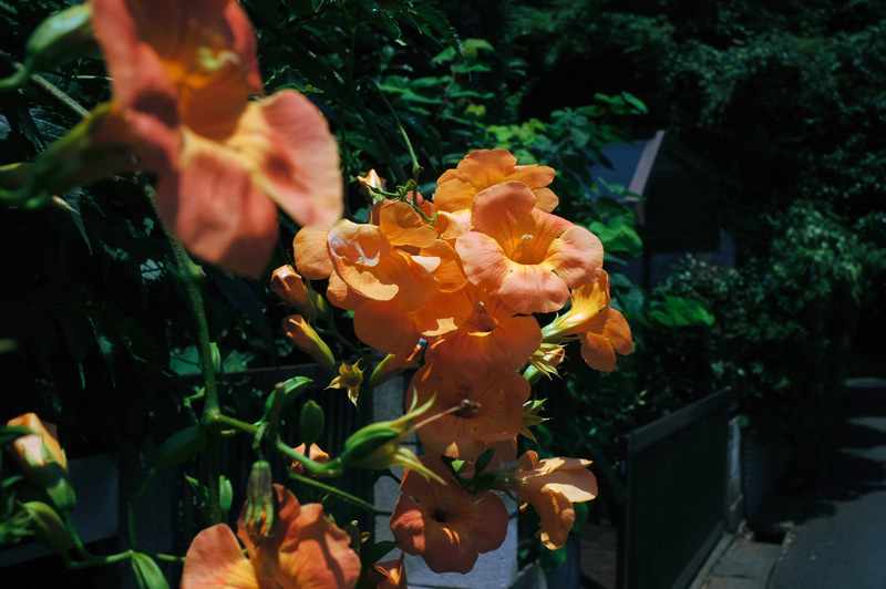 シャドーの面積が多かったのでマニュアル露出にして、ハイライト基準で撮影してみましたが、良い感じに再現されました。<br>R-D1　ULTRON 28mm F2（F8・1/1,000秒）ISO 400