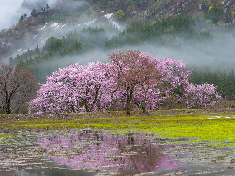 オオヤマザクラ（山形県小国町）（c）鈴木一雄