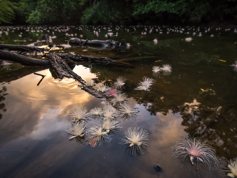川面のサガリバナ（沖縄県西表島）（c）鈴木一雄