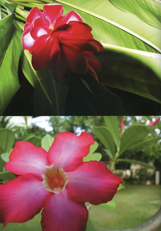 写真集「AI」（コンパス）2002年