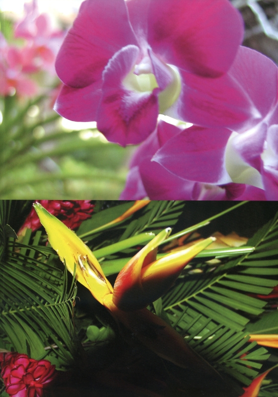 写真集「AI」（コンパス）2002年