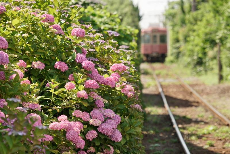 α7R II　FE 70-300mm F4.5-5.6 G OSS（241mm） 絞り優先オート（F5.6、1/1,000秒）ISO 400　WB:日陰