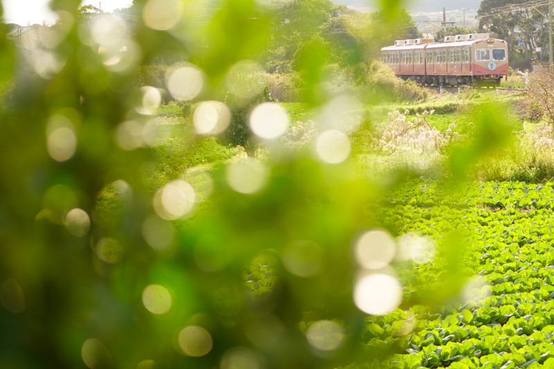 α7R IV　FE 100-400mm F4.5-5.6 GM OSS（100mm） 絞り優先オート（F4.5、1/200秒）ISO 100　WB:日陰