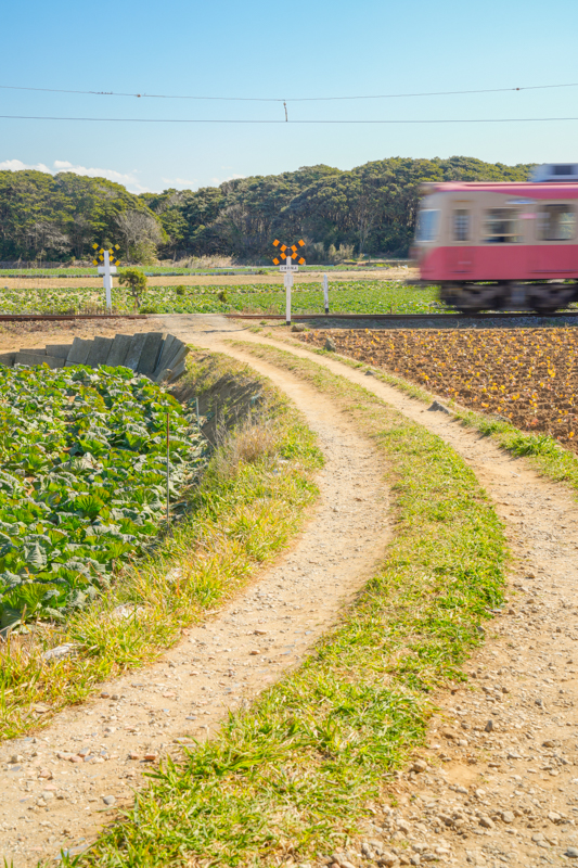α7 IV　FE 24-70mm F2.8 GM（49mm） 絞り優先オート（F11、1/25秒）ISO 100　WB:太陽光