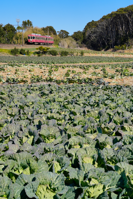 α7 IV　FE 24-70mm F2.8 GM（67mm） 絞り優先オート（F13、1/500秒）ISO 400　WB:太陽光