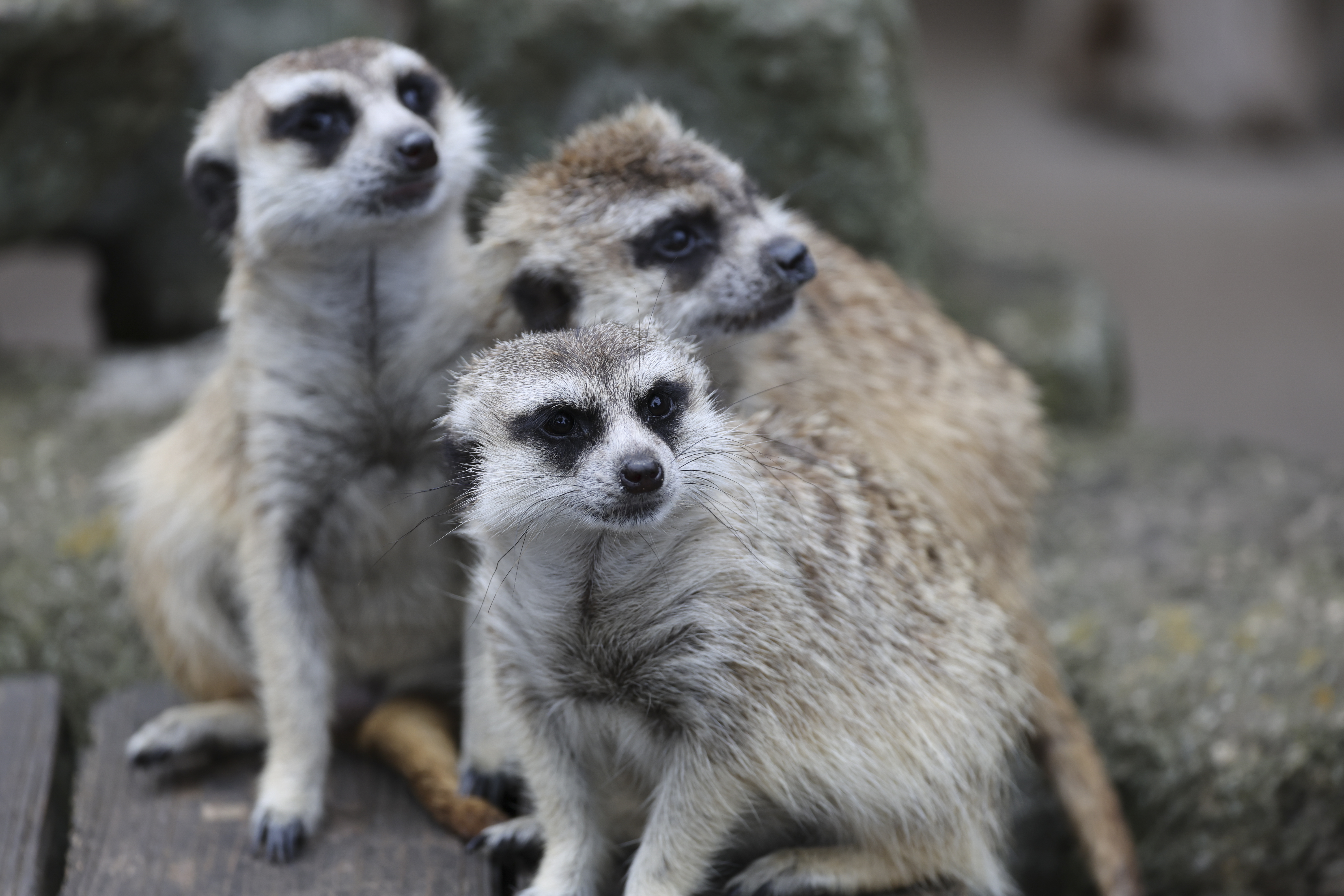 EOS R3／RF100-500mm F4.5-7.1 L IS USM／343mm／絞り優先（1/500秒・F5.6・±0.0EV）／ISO 800