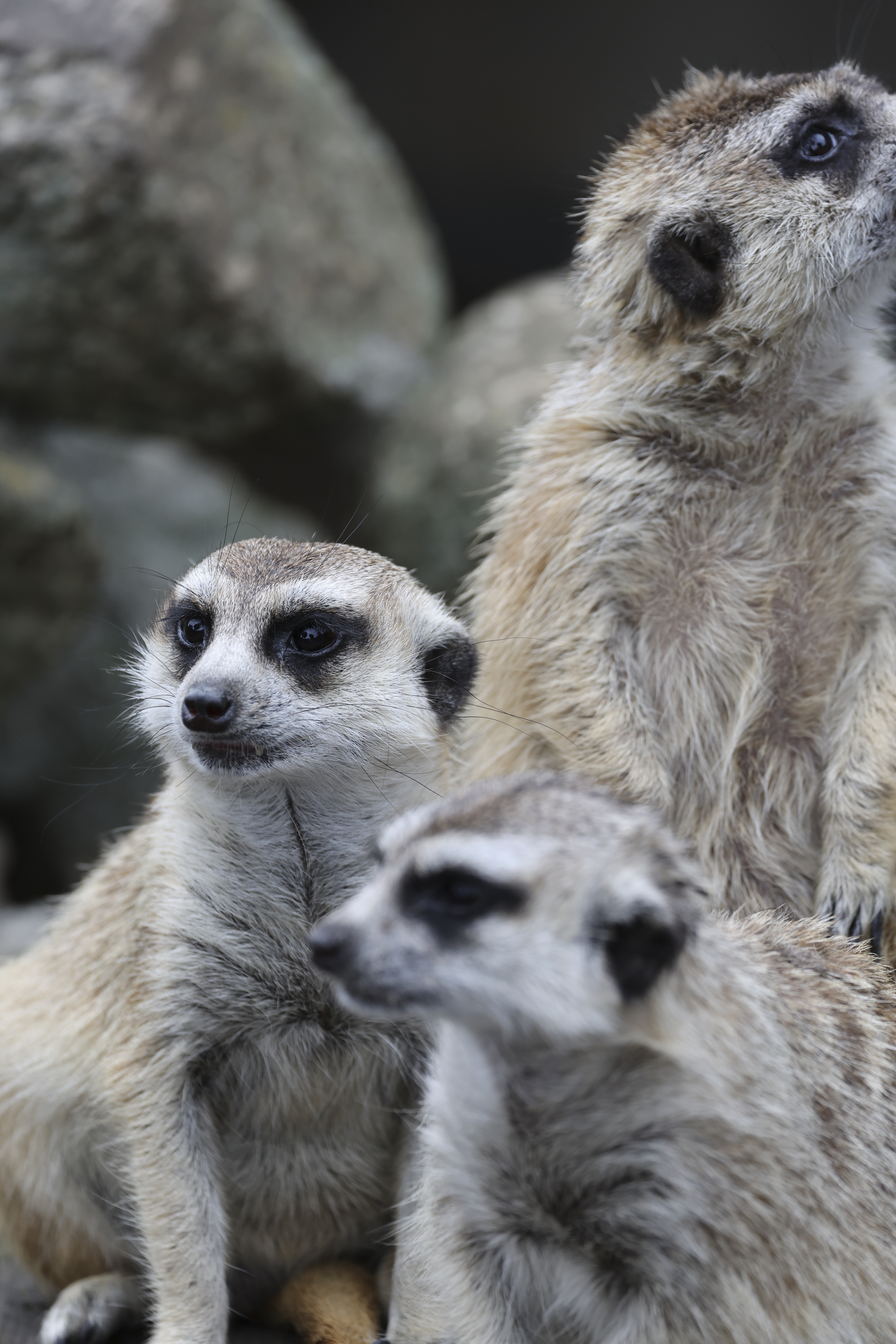 EOS R3／RF100-500mm F4.5-7.1 L IS USM／343mm／絞り優先（1/500秒・F6.3・±0.0EV）／ISO 800