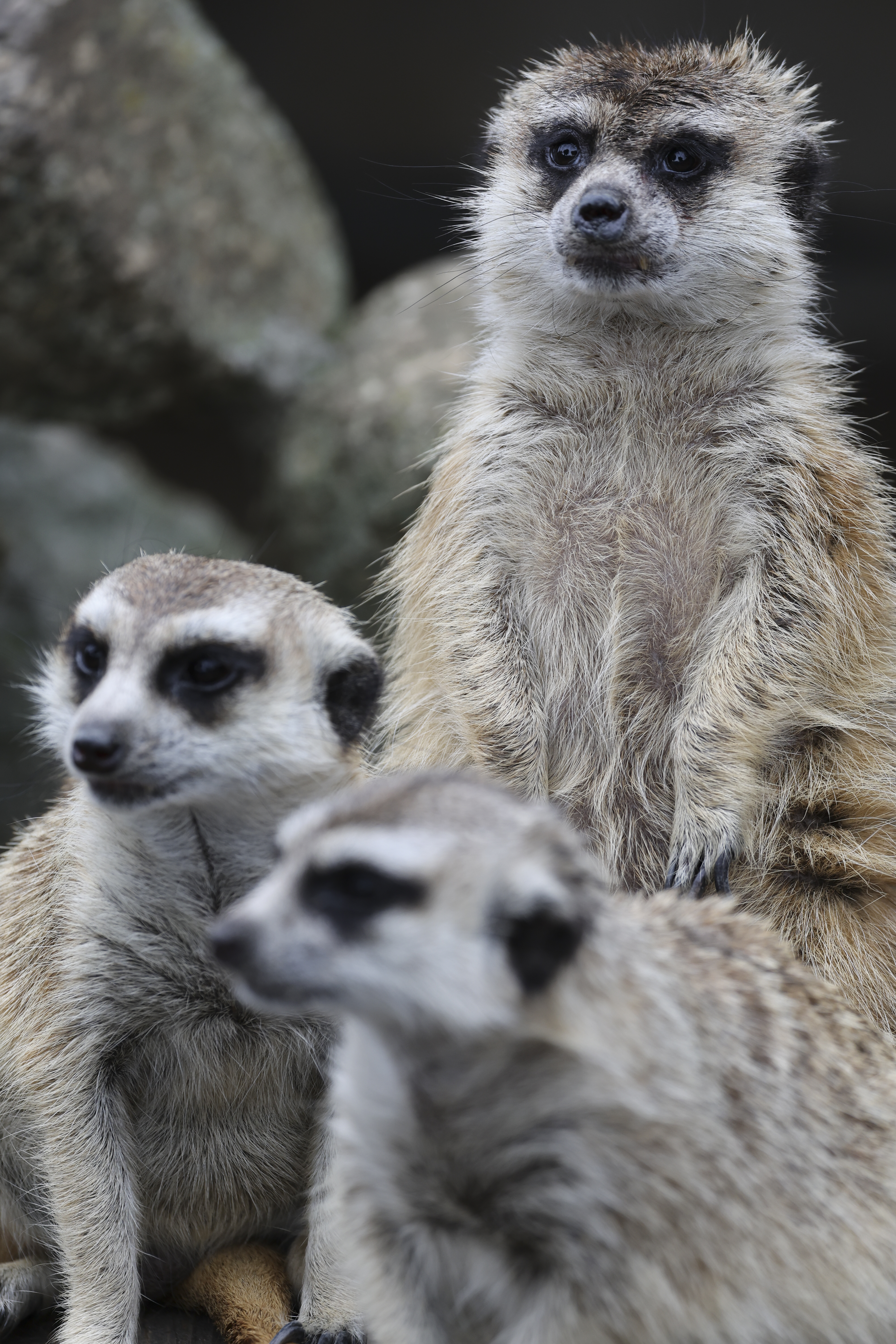 EOS R3／RF100-500mm F4.5-7.1 L IS USM／343mm／絞り優先（1/500秒・F6.3・±0.0EV）／ISO 800