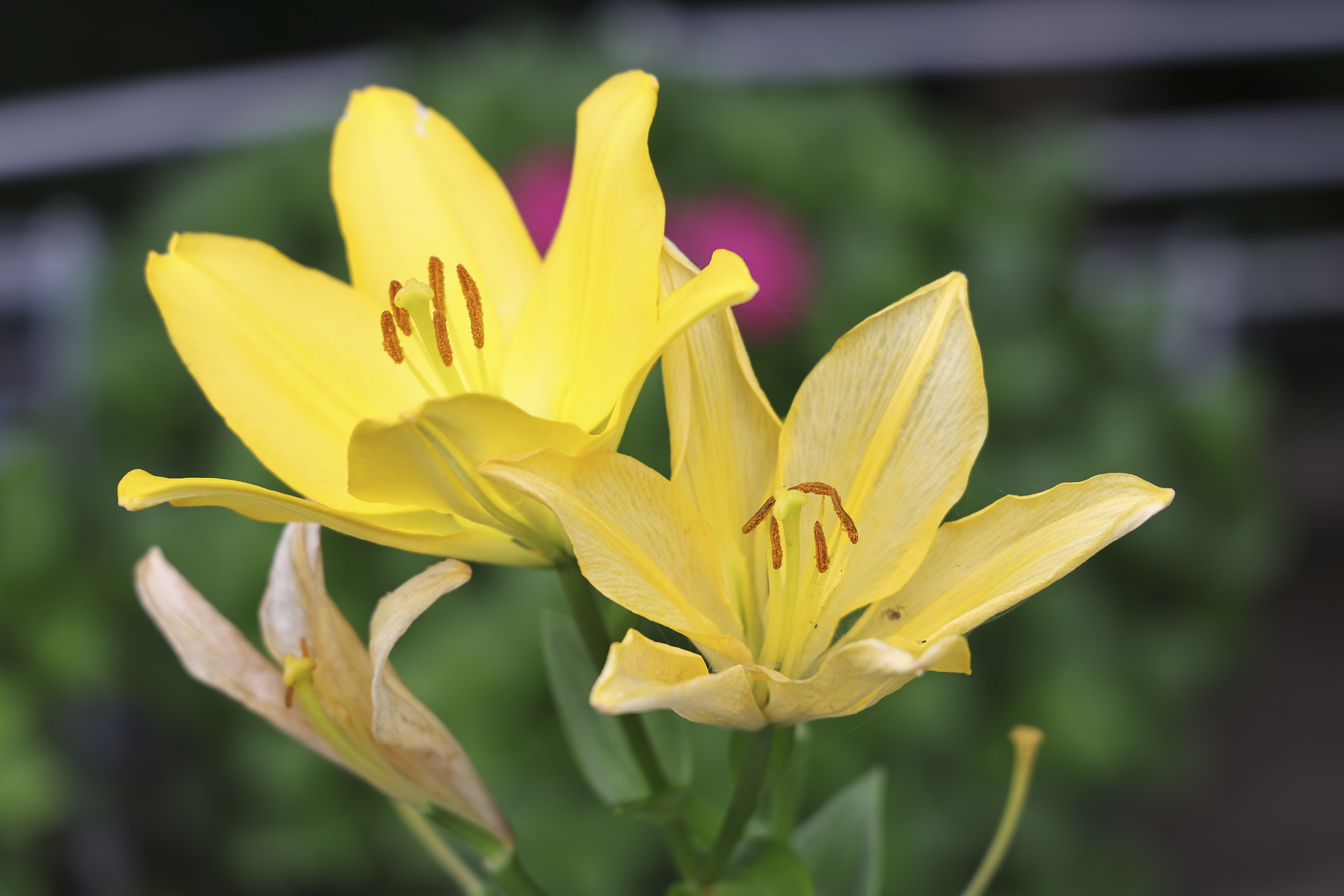 EOS R3／RF24-105mm F4 L IS USM／96mm／絞り優先（1/125秒・F4.0・±0.0EV）／ISO 100