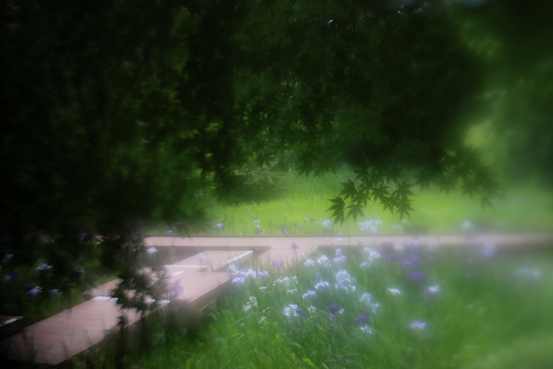 撮影サンプル（50mm、1/350秒、ISO200、-1.0EV、Canon EOS R　撮影：川合麻紀）