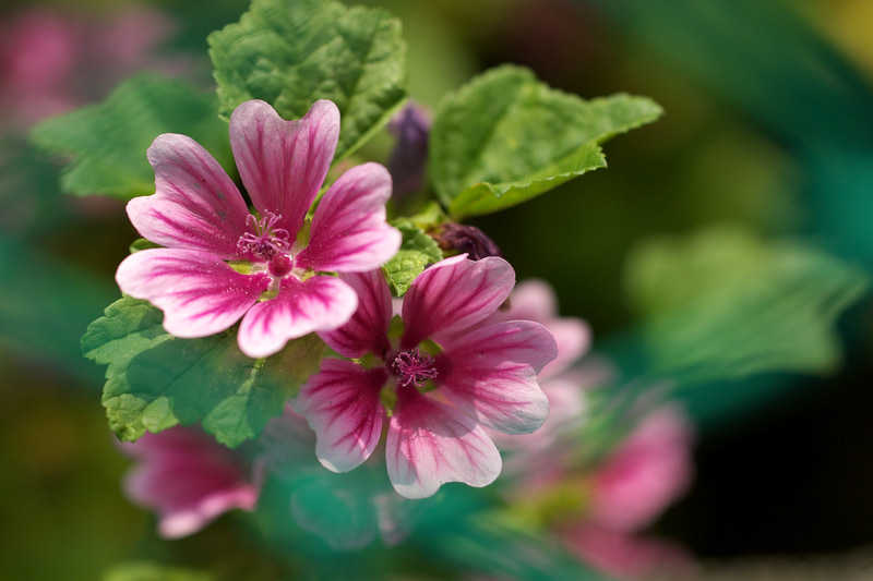 金網フェンスの向こう側に花があったのですが、中望遠マクロなんだからボカして撮影しちゃえと、いささか乱暴な方法を取りましたが、さすがのアポ・マクロ・エルマリートだぜ、って感じの描写です。<br>R9 - Digital Back DMR　アポ・マクロ・エルマリートR 100mm F2.8（F4・1/2,000秒）ISO 200