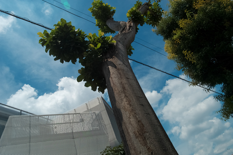 画面上に絞りの形のゴーストが出てますね。まあ、この程度なら問題はなく。背景の建物は金網状でしたので、デフォルトのままではモアレが出ていて少し見苦しかったため、軽く補正しておきました。<br>R9 - Digital Back DMR　エルマリートR 19mm F2.8（F8・1/1,500秒）ISO 200