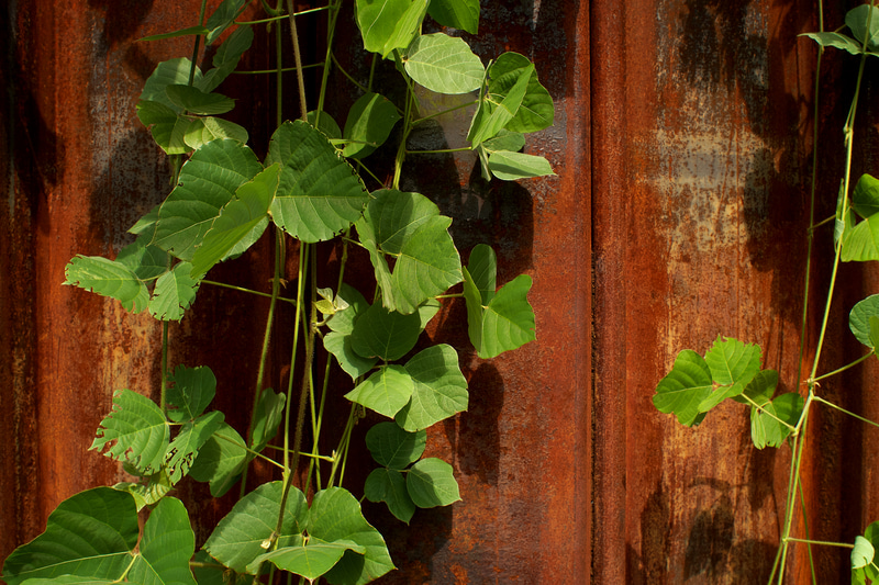 設計はミノルタといわれておりますが、レンズはドイツ製ですね。アセンブリだけドイツかな。侮れない描写性能でありますね。艶があるというか、性能を認めたからこそ、ライツも自社のものとして出したくなったのかしら。<br>R9 - Digital Back DMR　エルマリートR 24mm F2.8（F8・1/125秒）ISO 100