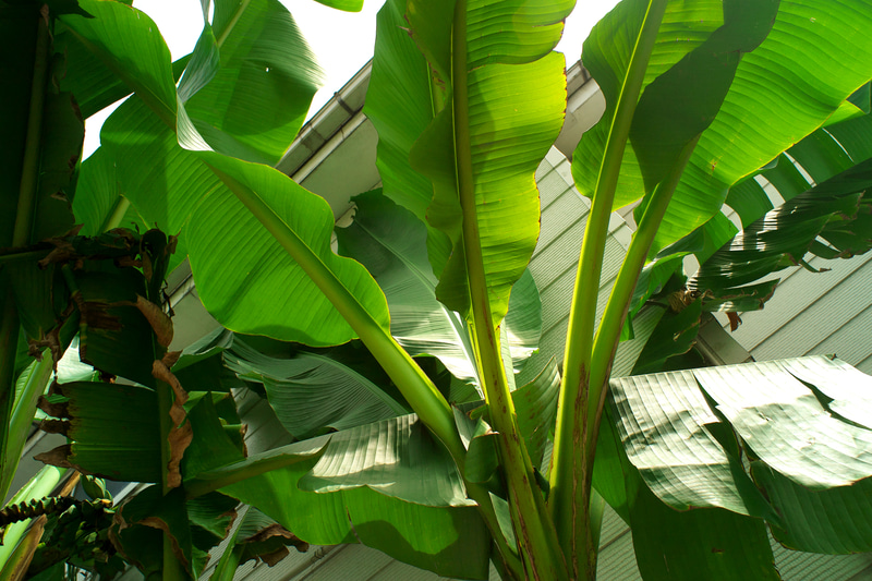 レンズ名からすればシュナイダー・クロイツナッハ社製で、ライカMの同名レンズとは違いレトロフォーカスタイプですが、一眼レフのこのレンズの写りも悪くないです。明暗差の大きいところでいじめましたが階調をよく繋いでいます。<br>R9 - Digital Back DMR　スーパーアンギュロンR 21mm F4（F8・1/500秒）ISO 400