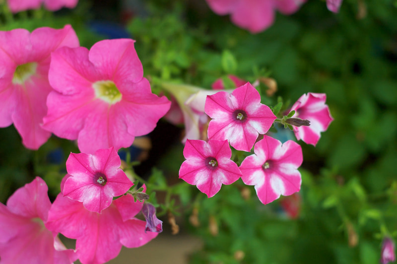 個人的には大好きなレンズで、これがあるからライカRはやめられねえぜと思わせるほどの描写であります。でもね、デジタルモジュールRでみると像面湾曲かなあ、最良の合焦点が画面中心以外にも出てきます。フィルム時代にはあまりわかりませんでした。<br>R9 - Digital Back DMR　ズミクロンR 50mm F2（F2.8・1/1,500秒）ISO 400