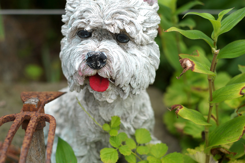 戻り梅雨の中の曇天の日に撮影しました。被写体の湿度の高さ、みたいな感じまで再現します。1,000万画素しかないとは思えない描写です。こうした画質が得られるのもデジタルモジュールRならではかも。<br>R9 - Digital Back DMR　ズミクロンR 50mm F2（F2.8・1/2,000秒）ISO 200