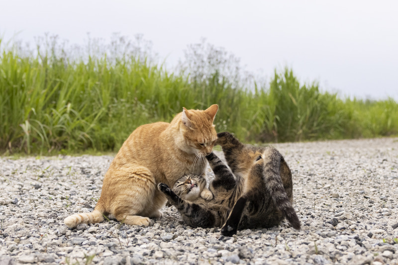普段仲の良い2匹がじゃれあっているうちにヒートアップ。四つん這いになってファインダーをのぞき、被写体検出&全域AFに任せてシャッターを切るタイミングだけに集中した<br><span class="fnt-85">RF24-70mm F2.8 L IS USM／34mm（54mm相当）／マニュアル露出 （F3.5、1/1,000秒）／ISO 1250／WB:オート</span>