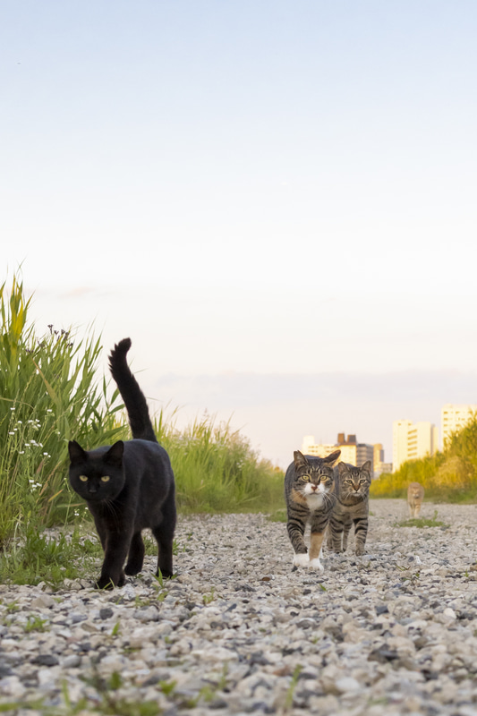 毛並みの細かいところまで表現され、空の微妙なグラデーションも滑らかで美しい<br><span class="fnt-85">RF24-70mm F2.8 L IS USM／24mm（38mm相当）／マニュアル露出 （F3.5、1/1,250秒）／ISO 1250／WB:オート</span>