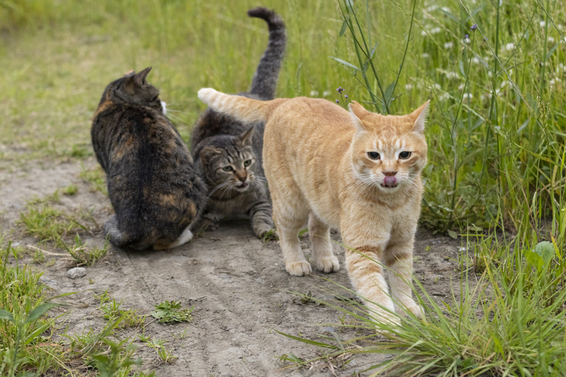 全域AFは手前の猫を優先する
